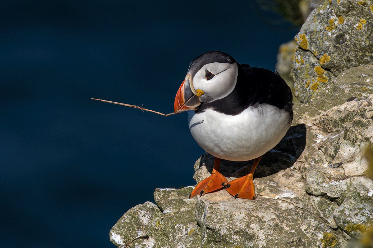 Puffin