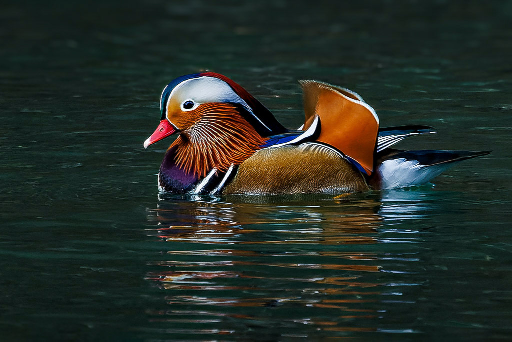 Mandarin Duck