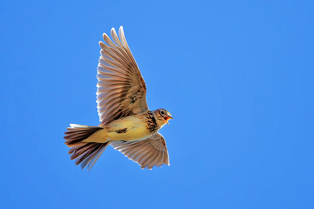 Skylark