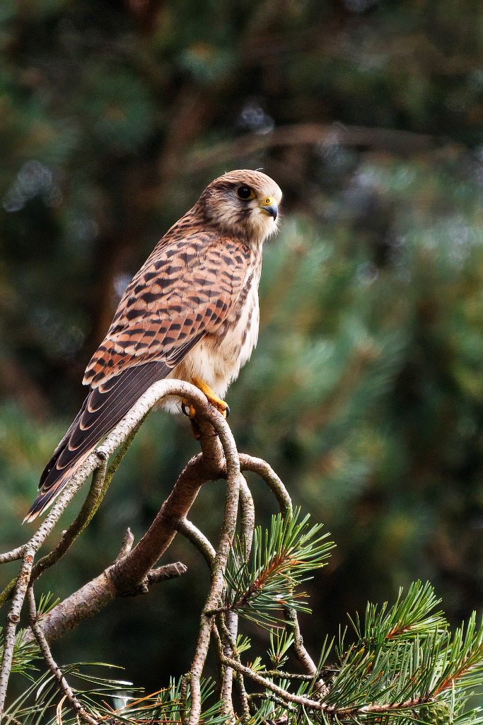 Kestrel