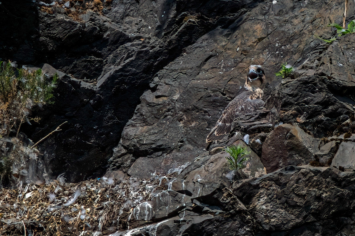 Peregrine