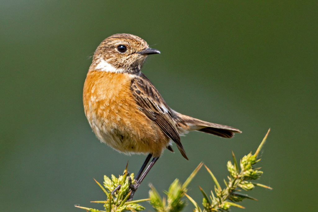 Stonechat