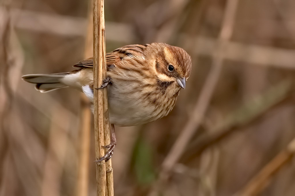 Reed Bunting
