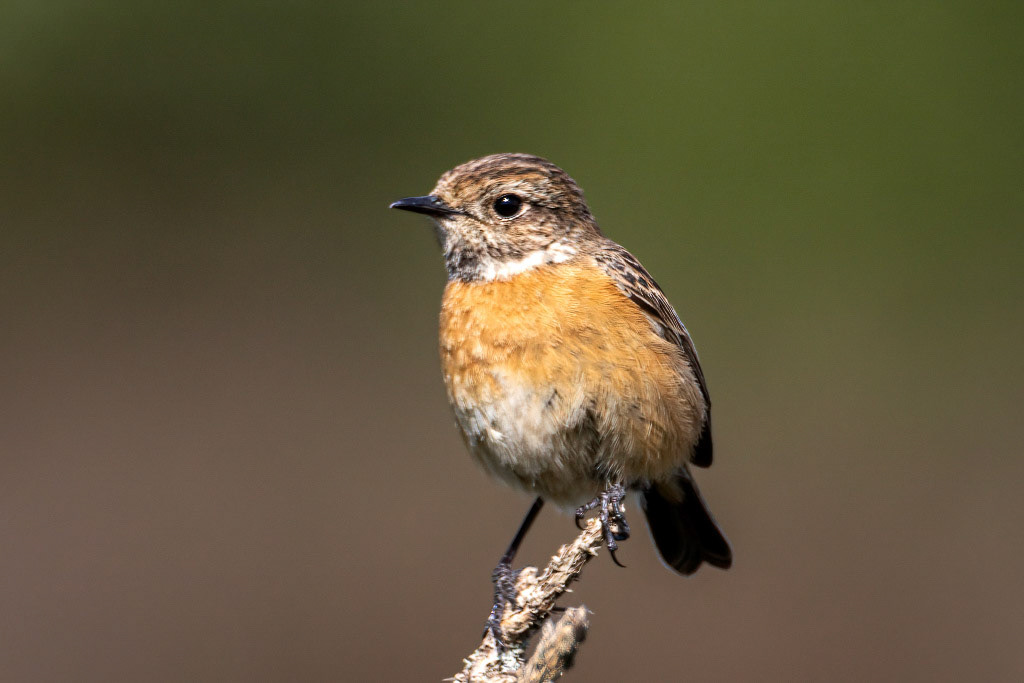 Stonechat