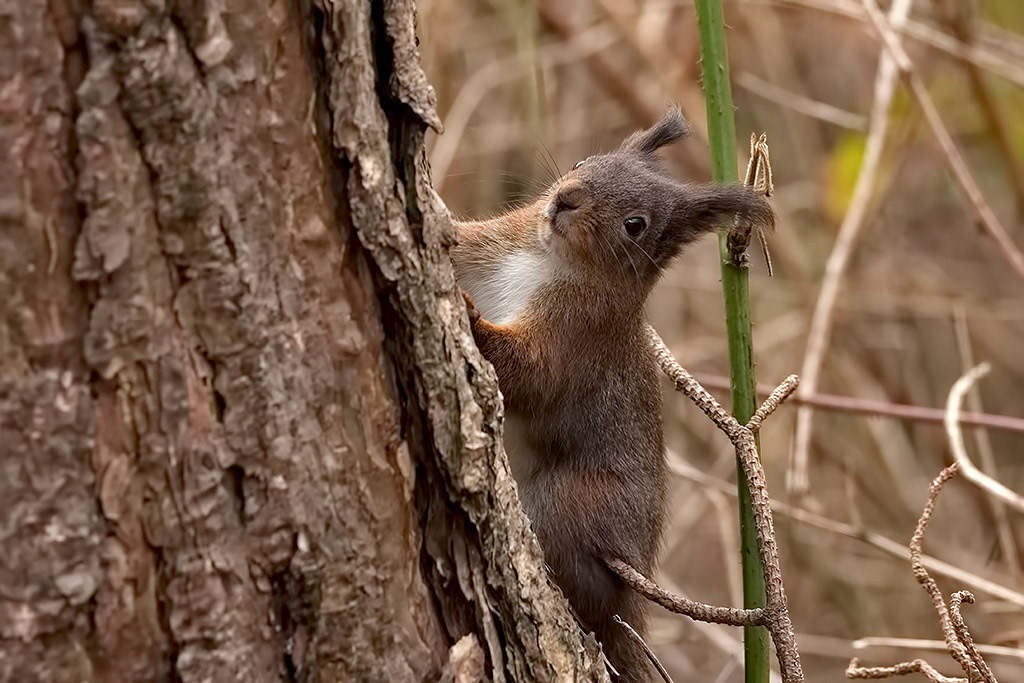 Red Squirrel