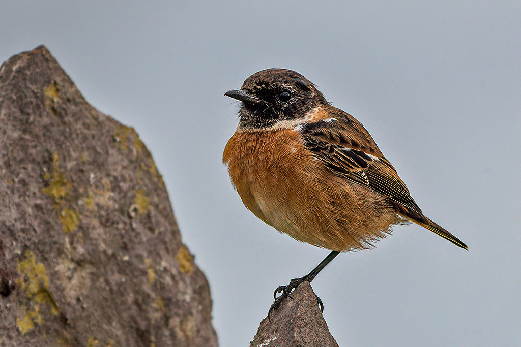 Stonechat