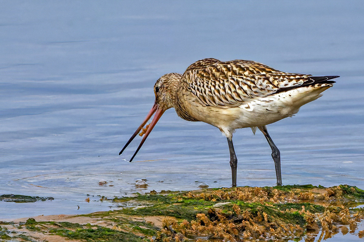 Bar-tailed Godwit