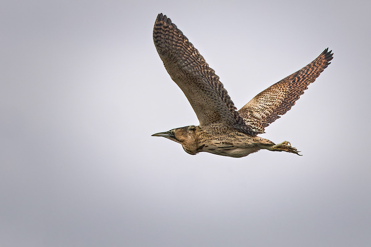 Bittern