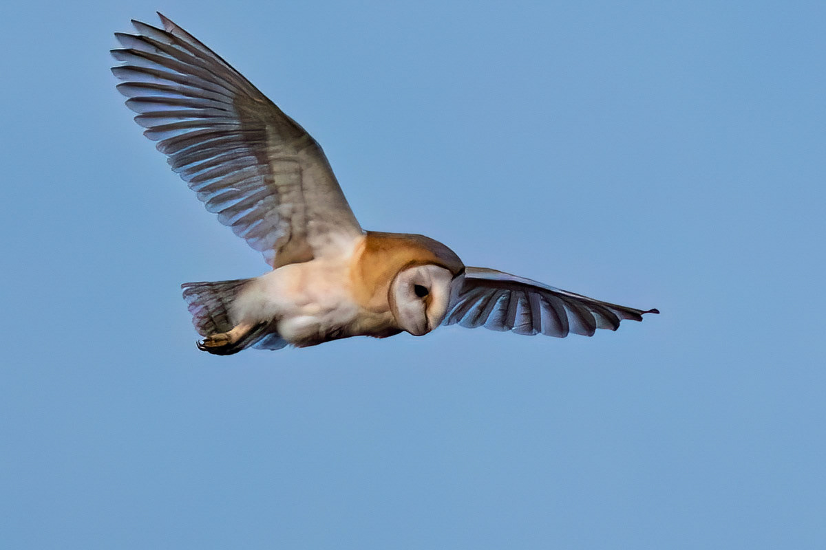 Barn Owl