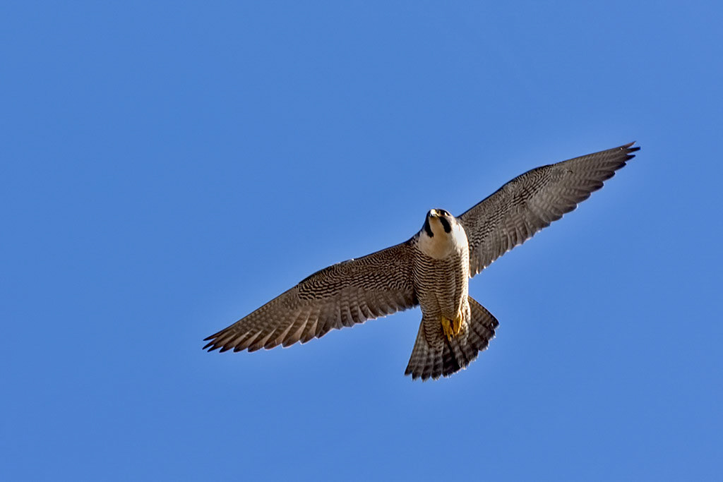 Peregrine Falcon