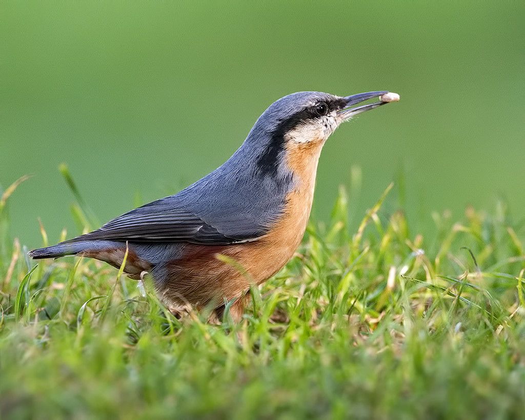 Nuthatch