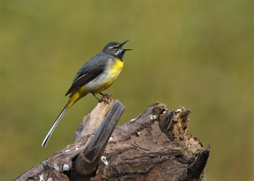 Grey Wagtail