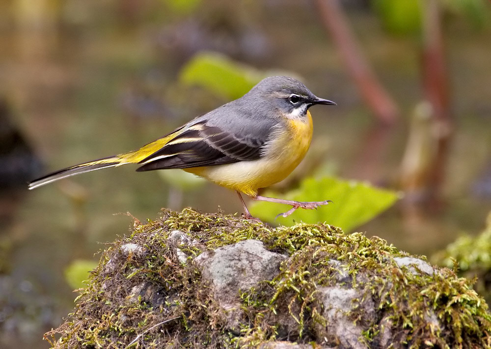 Grey Wagtail