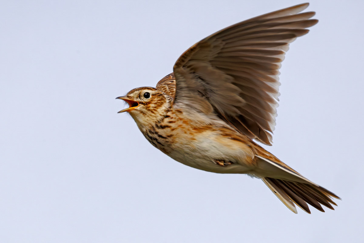 Skylark