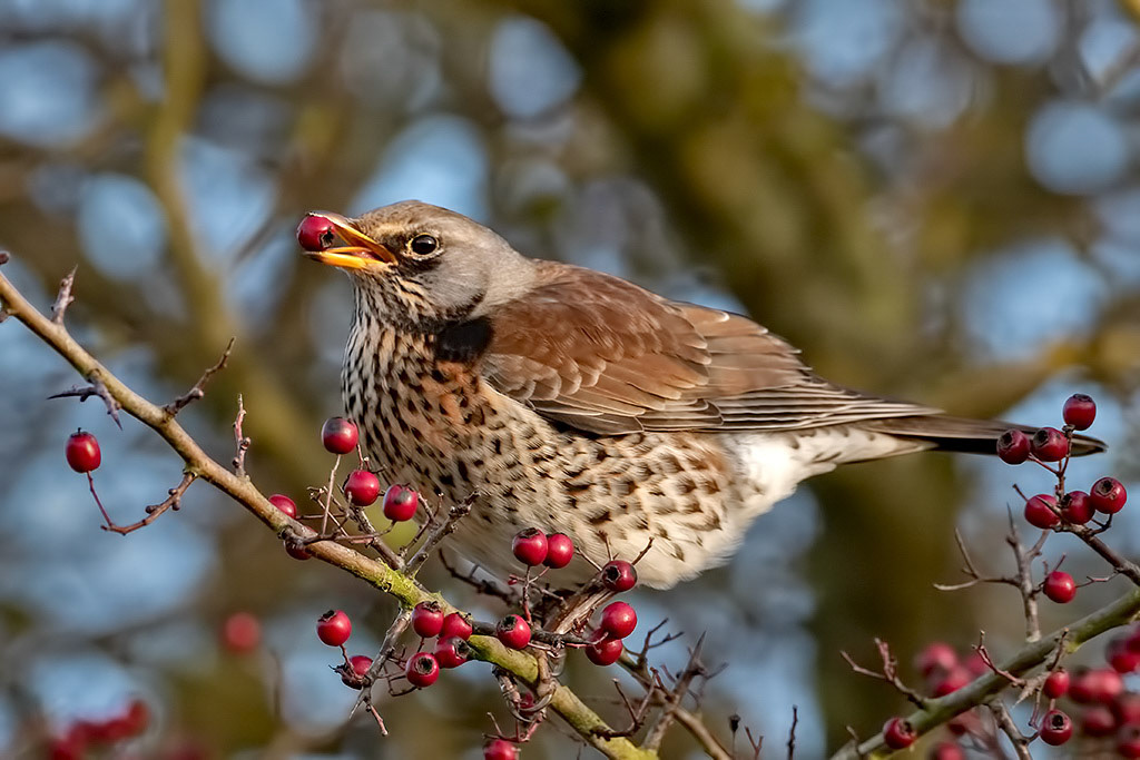 Fieldfare