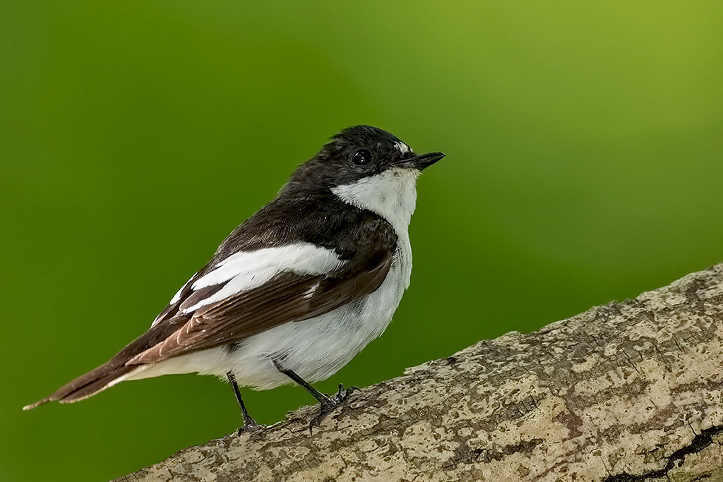 Male Pied Flycatcher