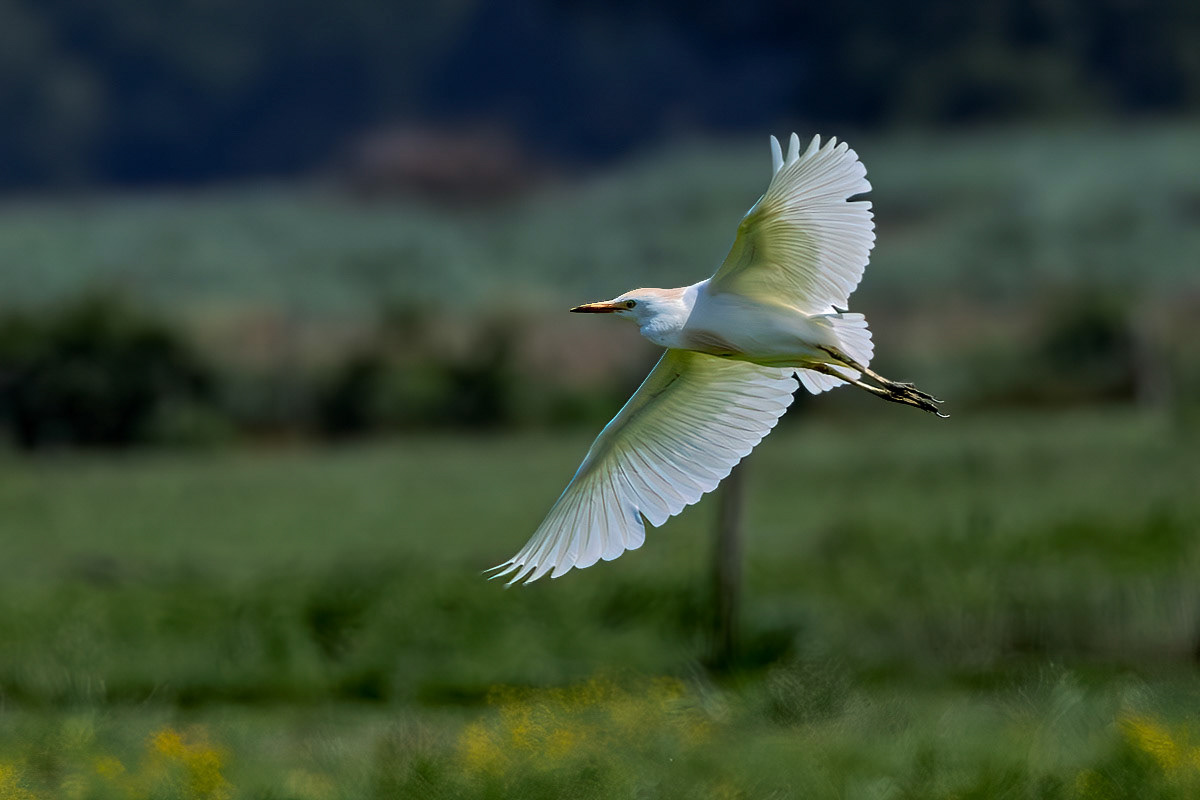 Cattle Egret