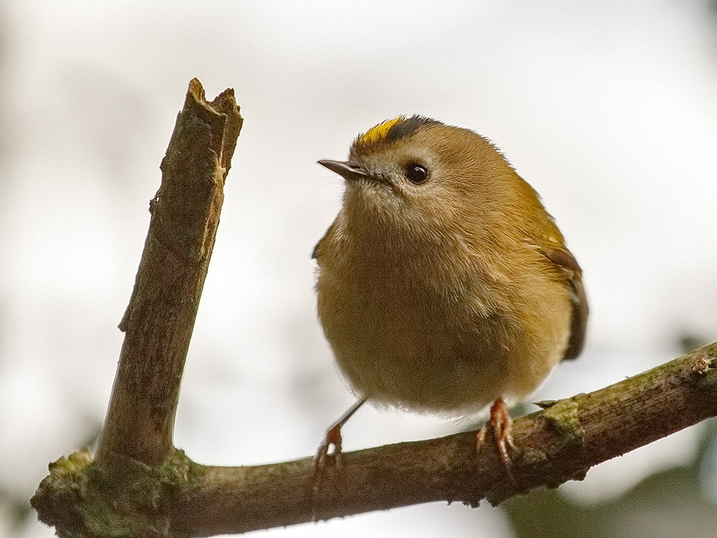 Goldcrest