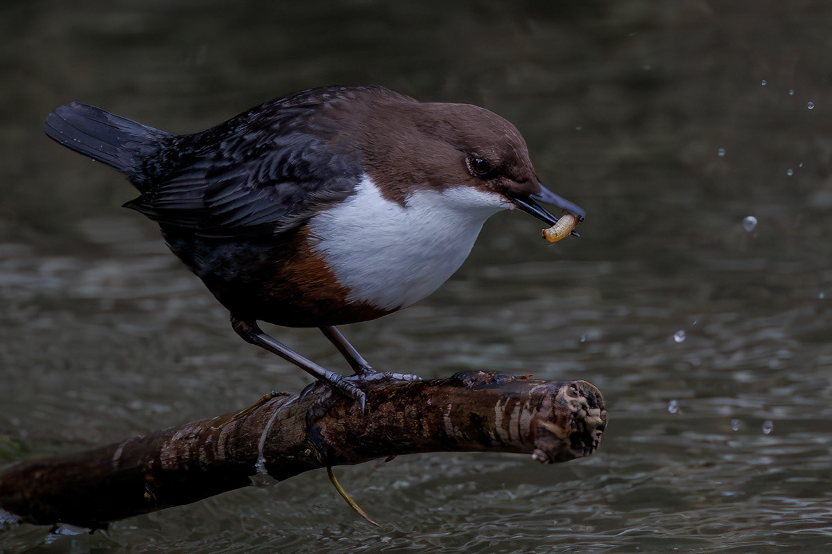 White-throated Dipper