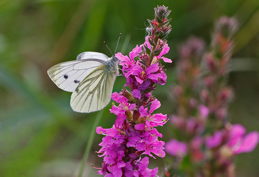 Green-veined White