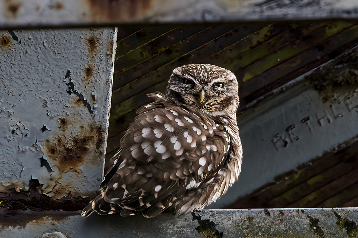 Little Owl
