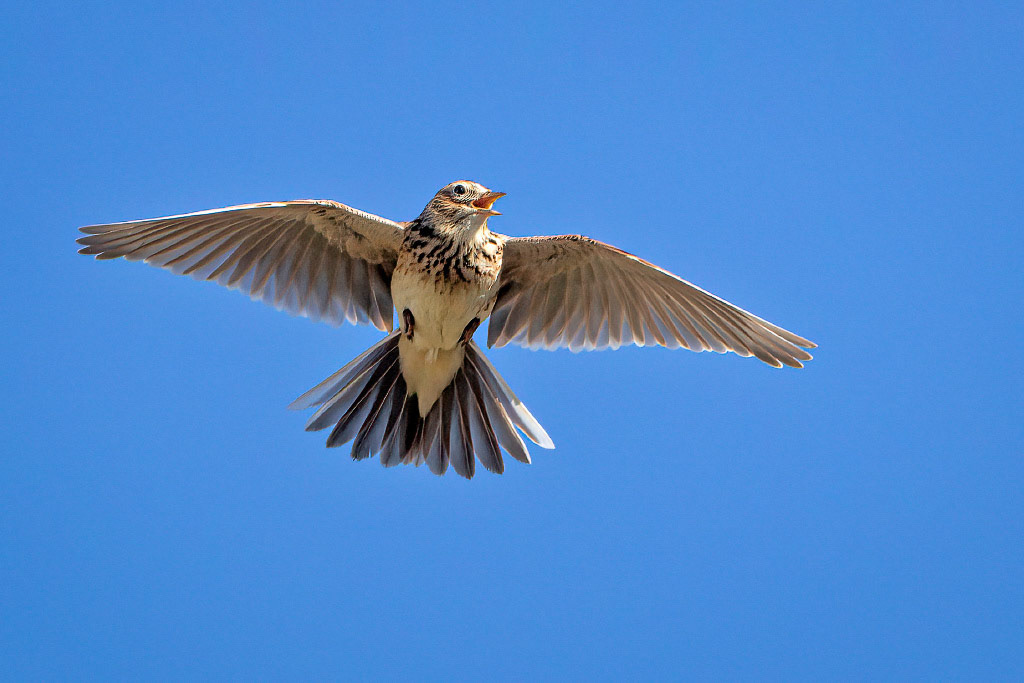 Skylark