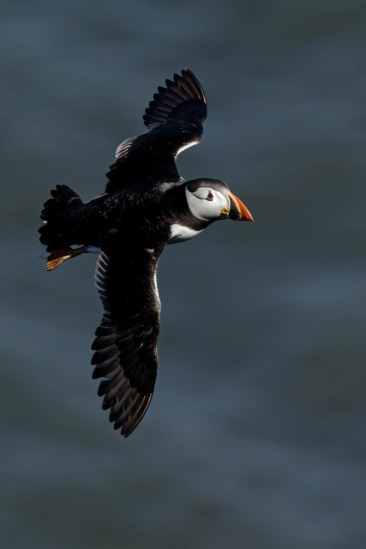 Puffin