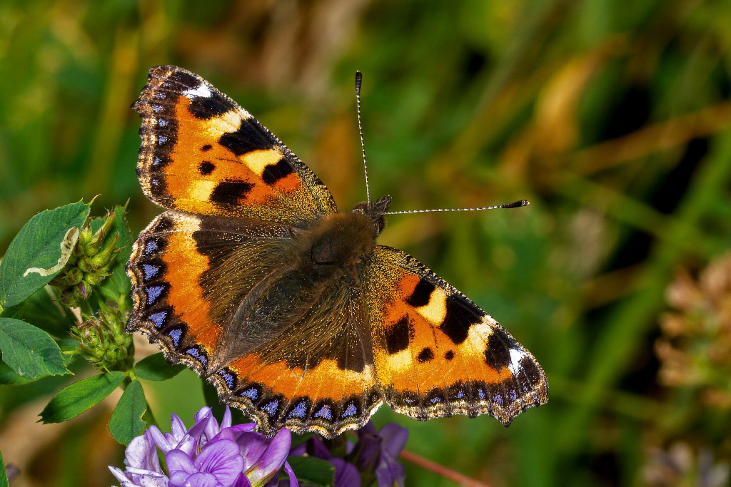 Small Tortoiseshell