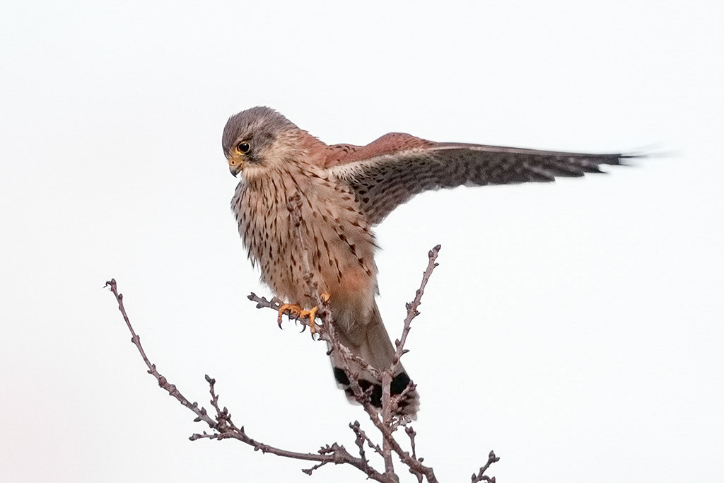 Kestrel
