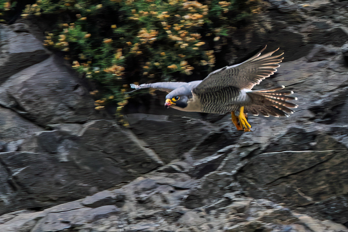 Peregrine