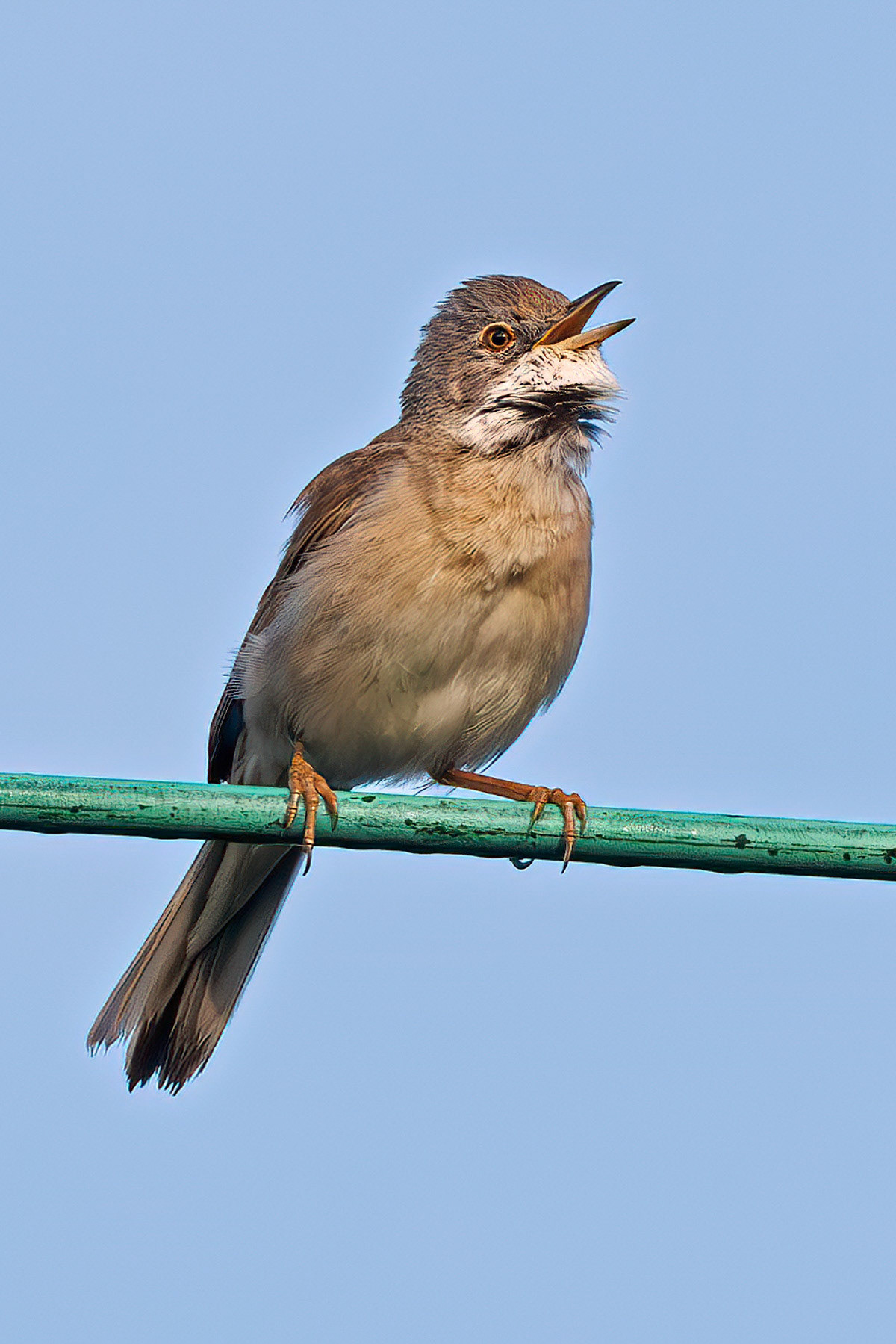 Common Whitethroat