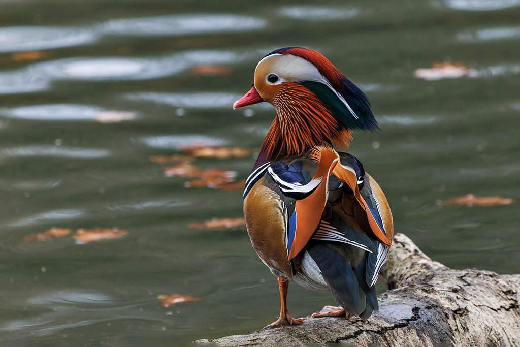 Mandarin Duck
