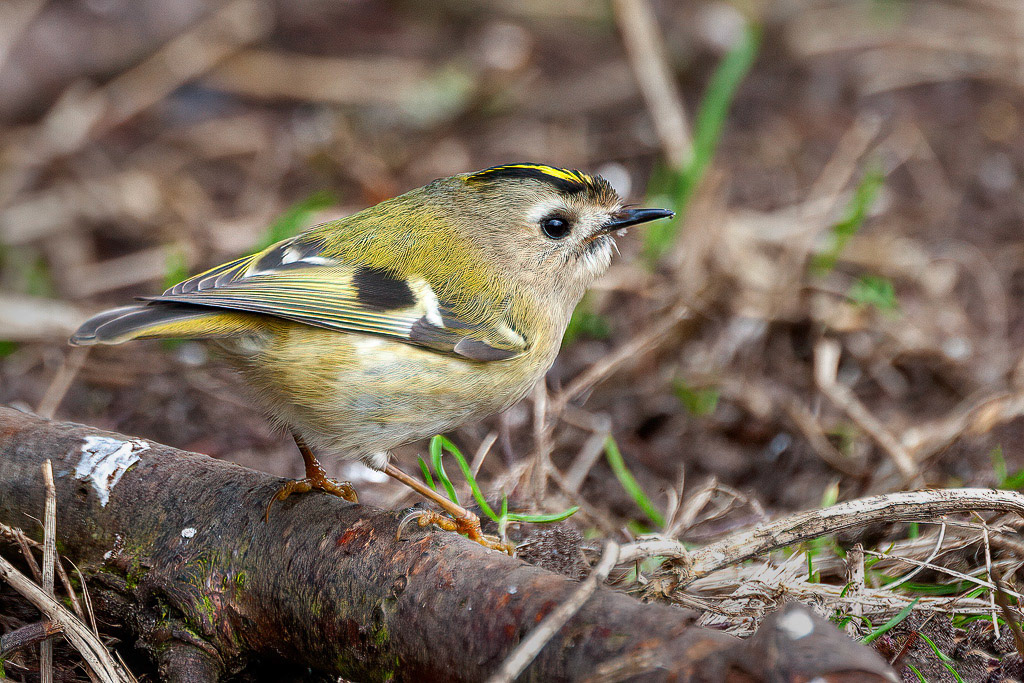 Goldcrest