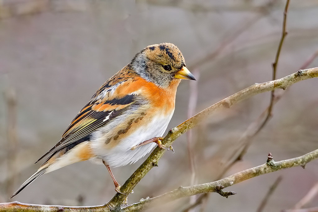 Brambling
