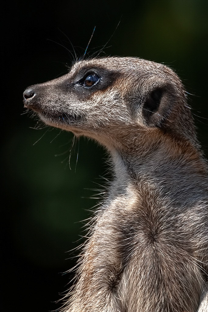 Meercat