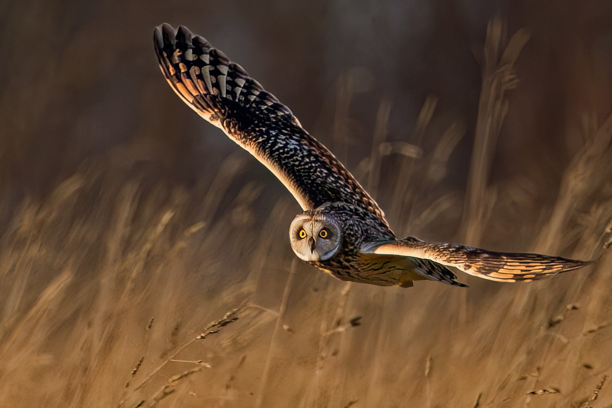 Short-eared Owl