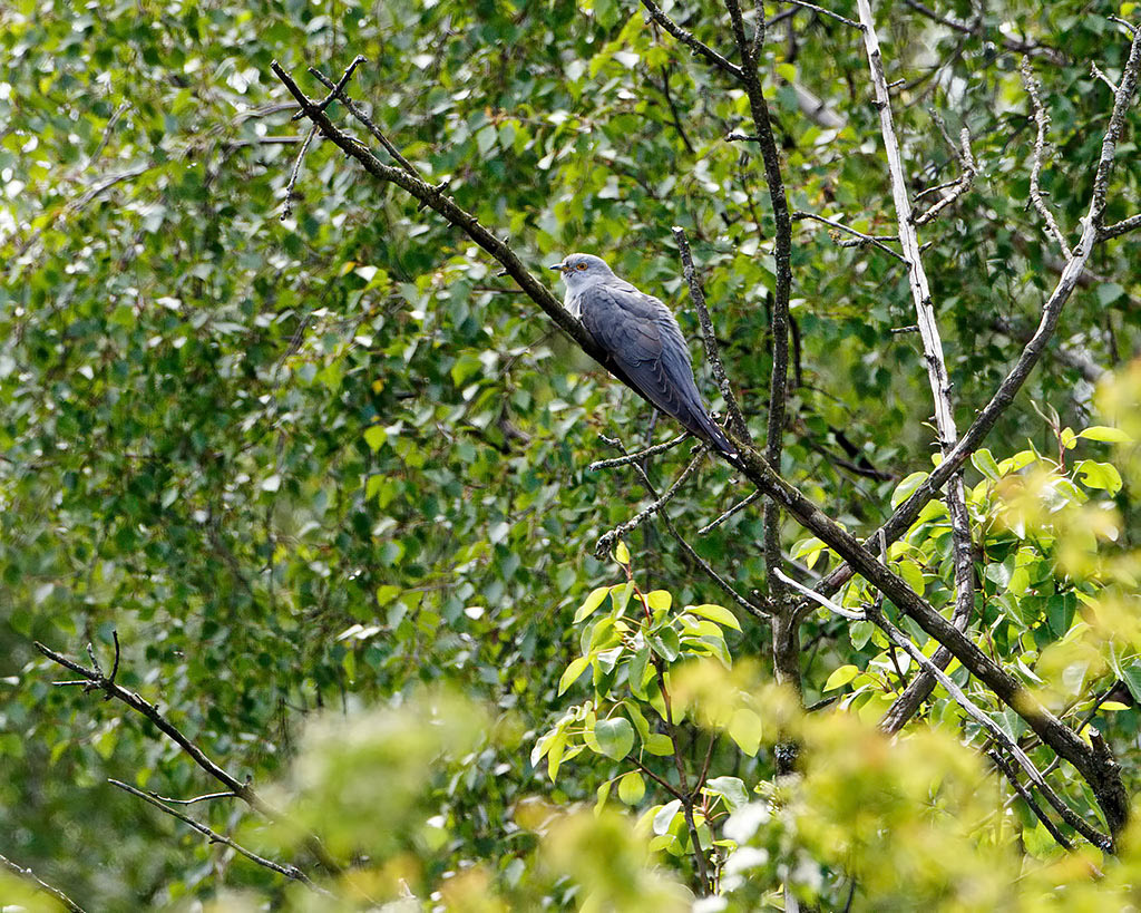 Cuckoo