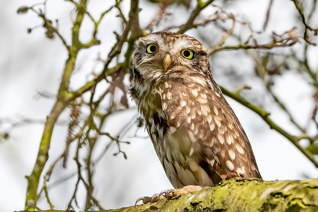 Little Owl