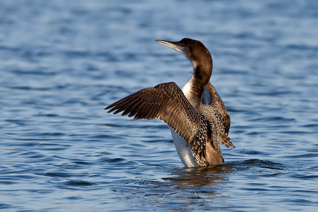 Great Northern Diver