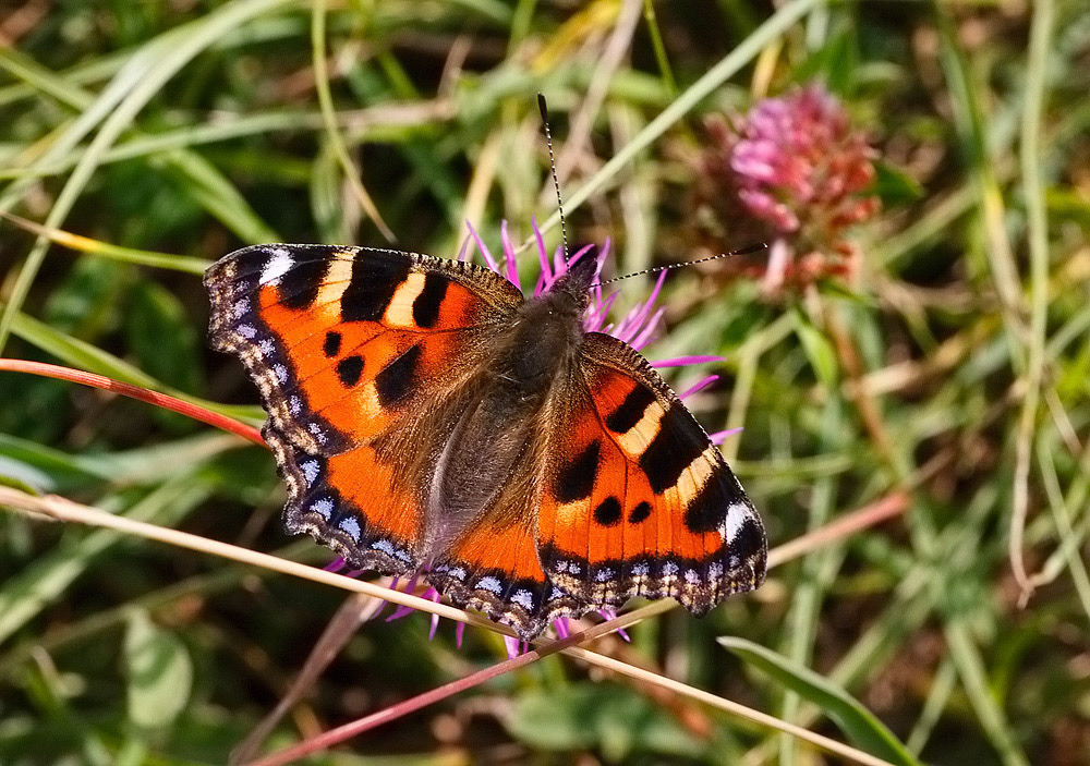 Small Tortoiseshell