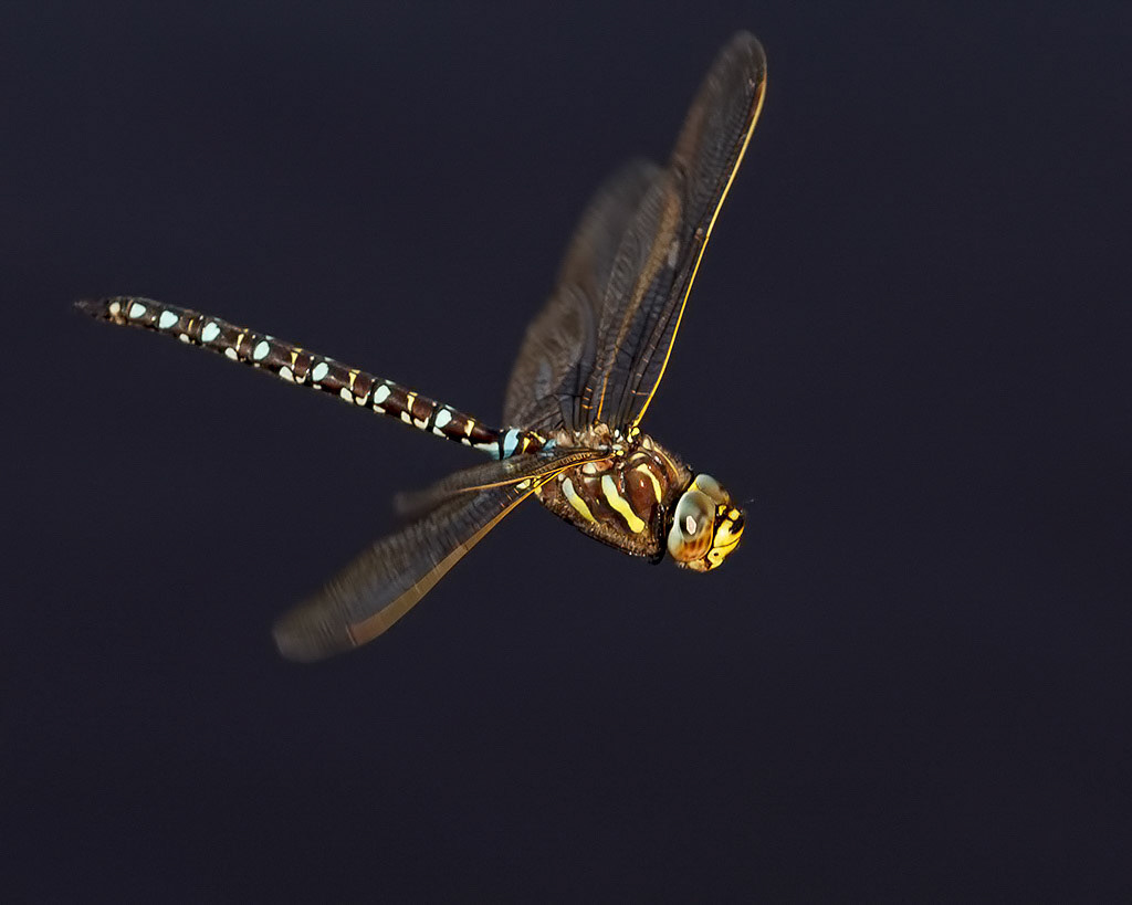 Common Hawker