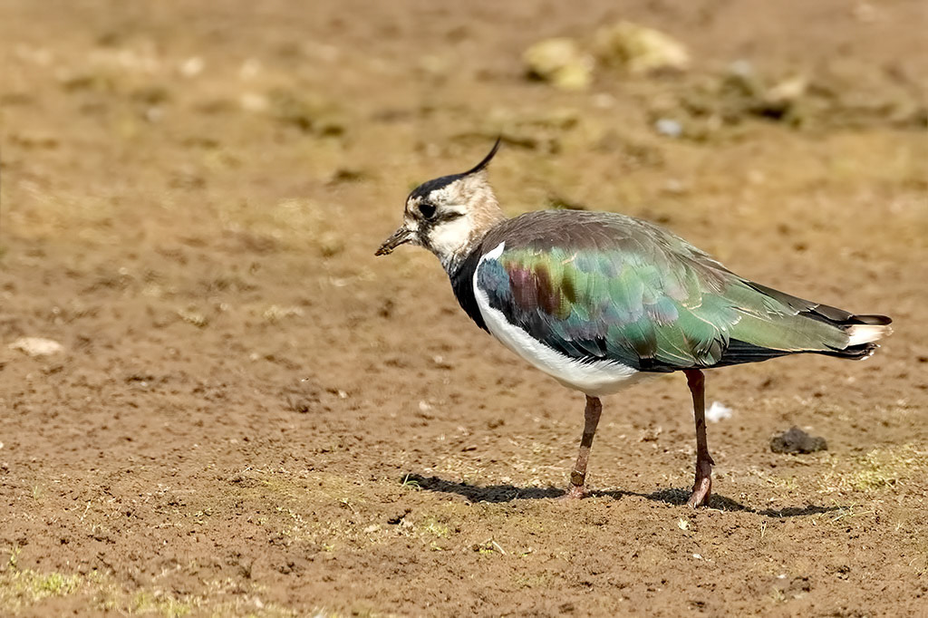 Lapwing