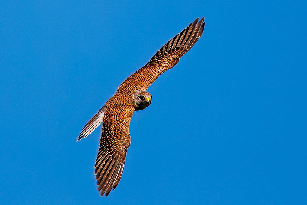 Kestrel
