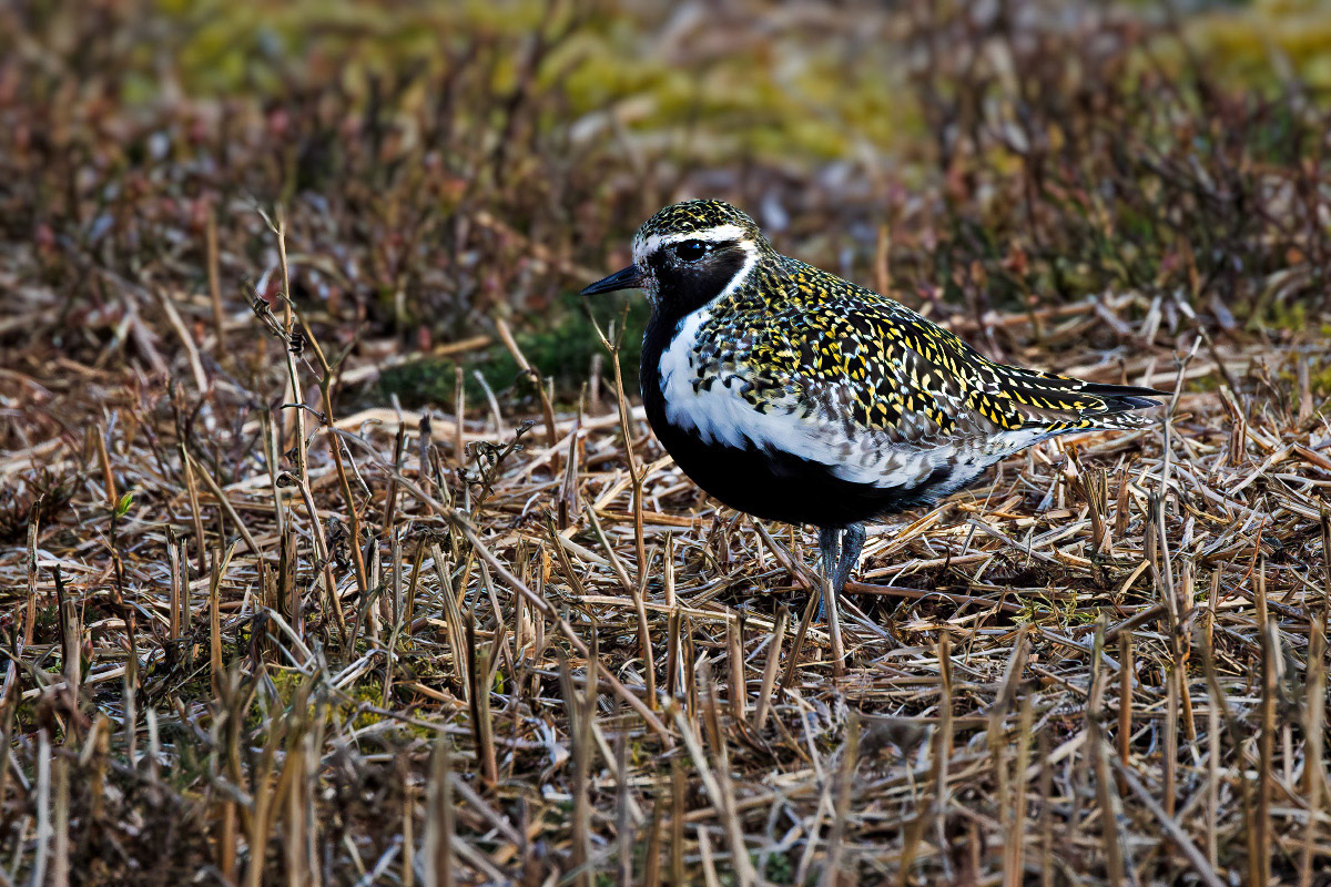 Golden Plover