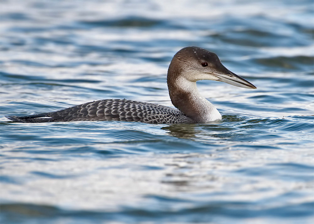 Great Northern Diver
