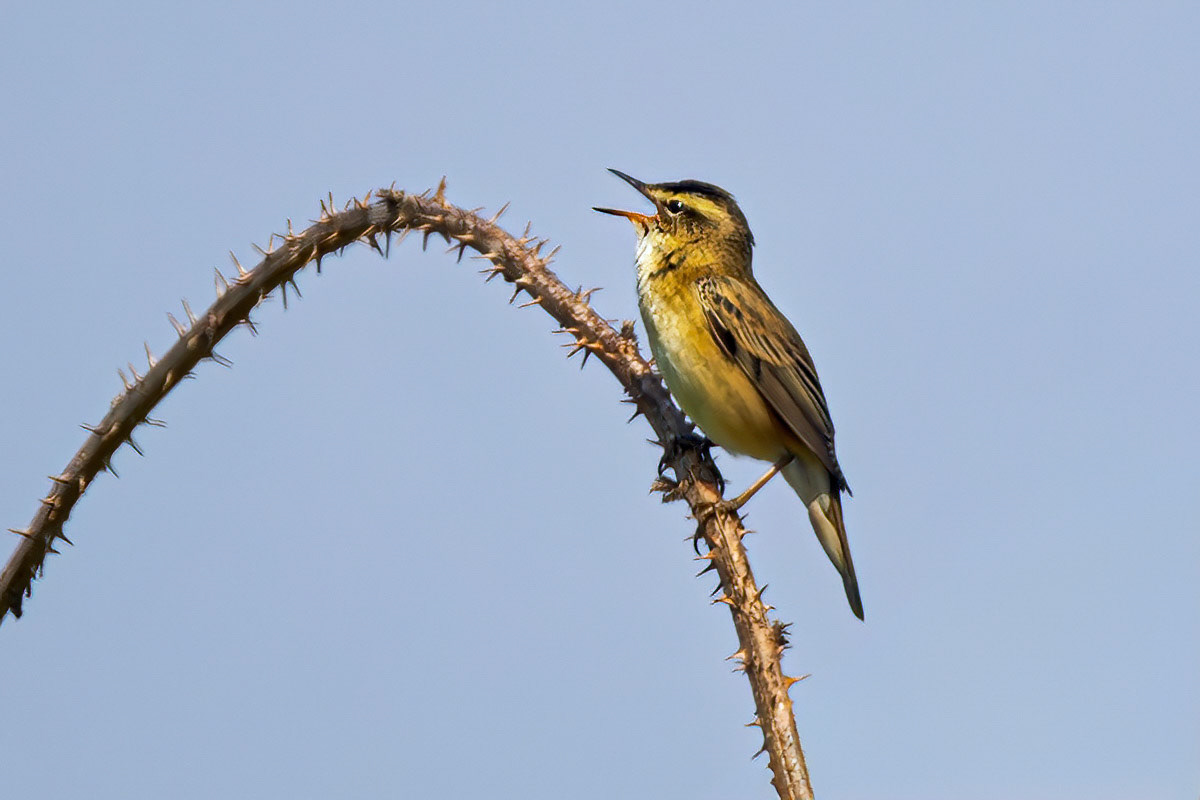 Sedge Warbler