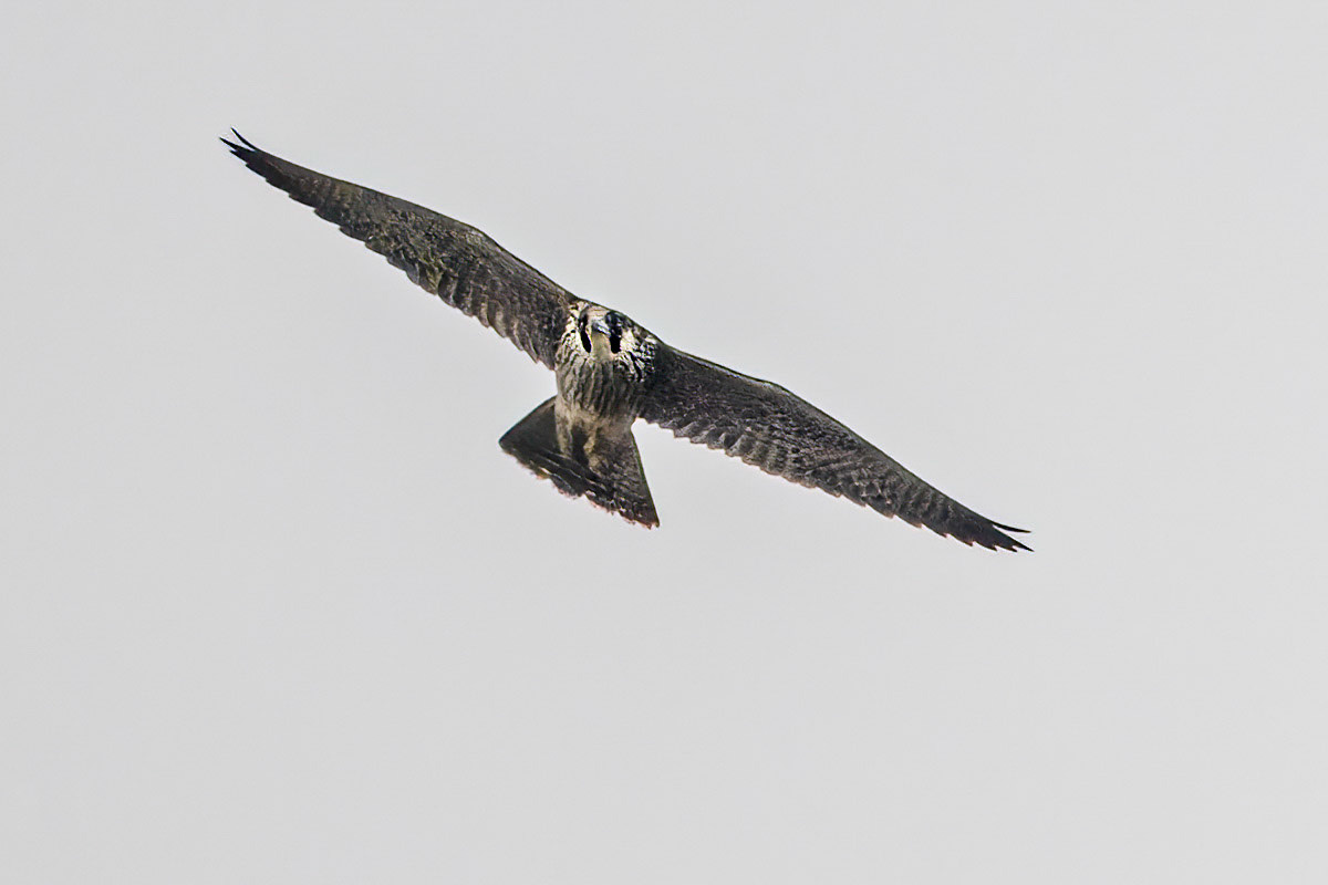 Peregrine Falcon