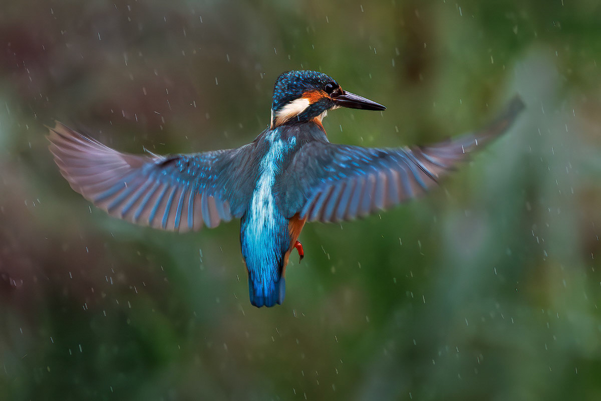 Kingfisher