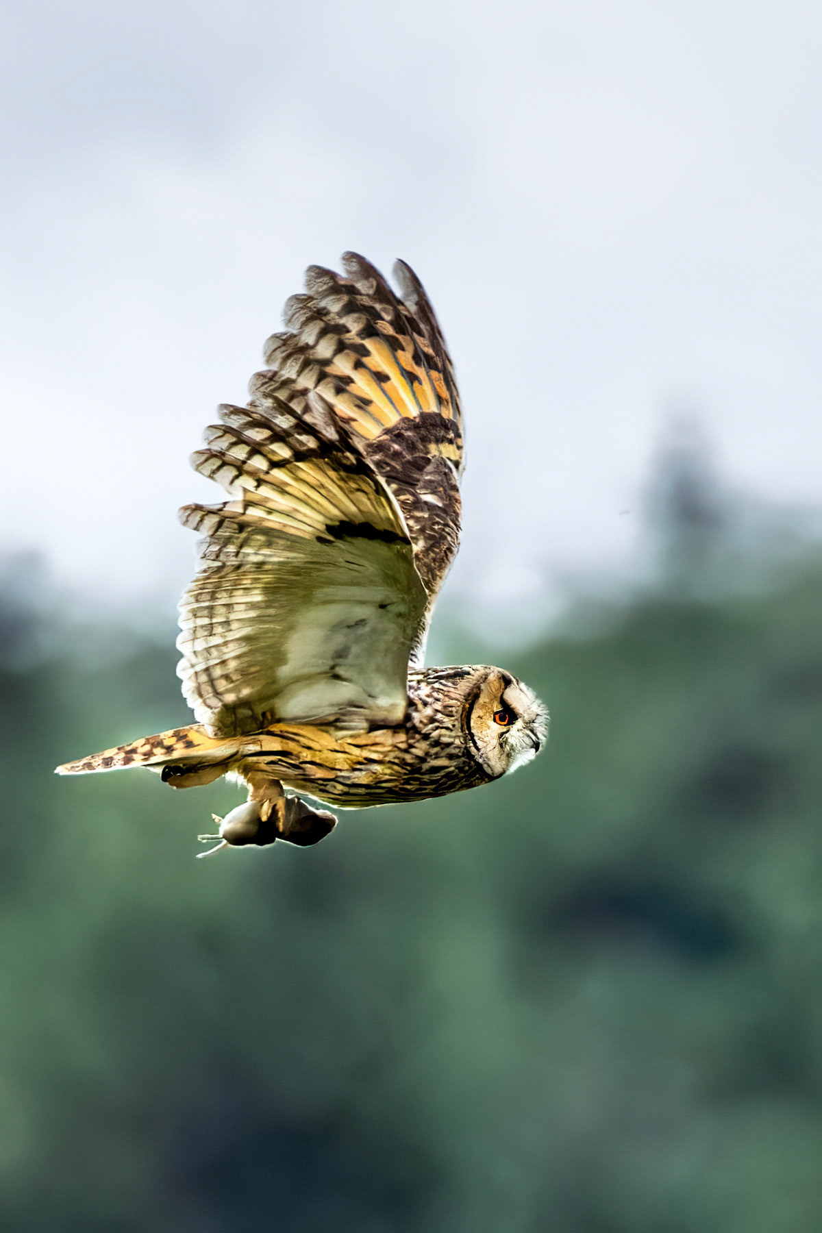 Long-eared Owl