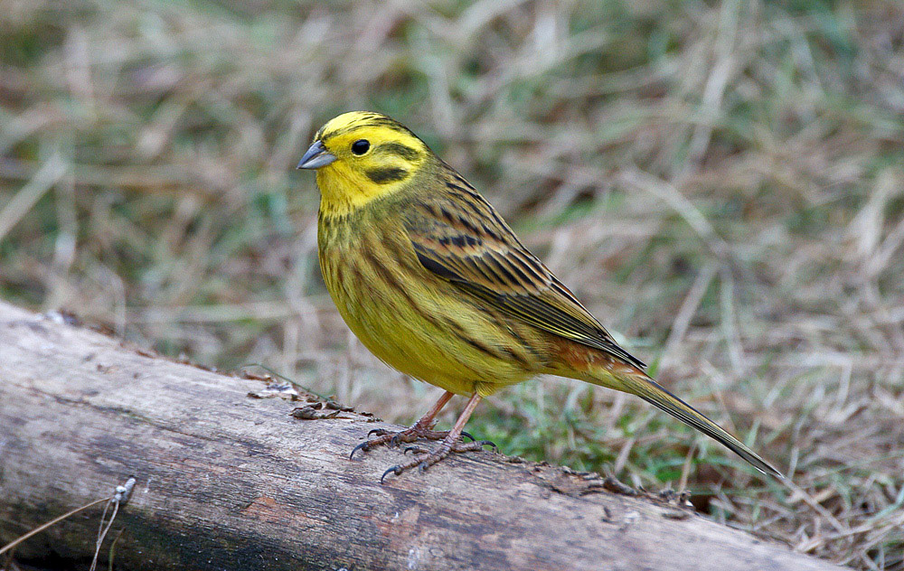 Yellowhammer